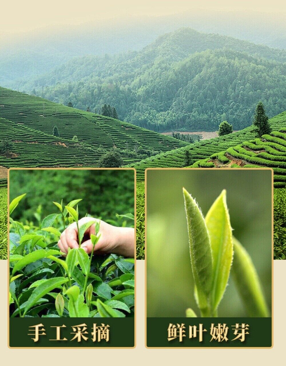 2025 Biluochun Green Tea Fresh Fragrant Mountain Grown Premium Loose Leaf