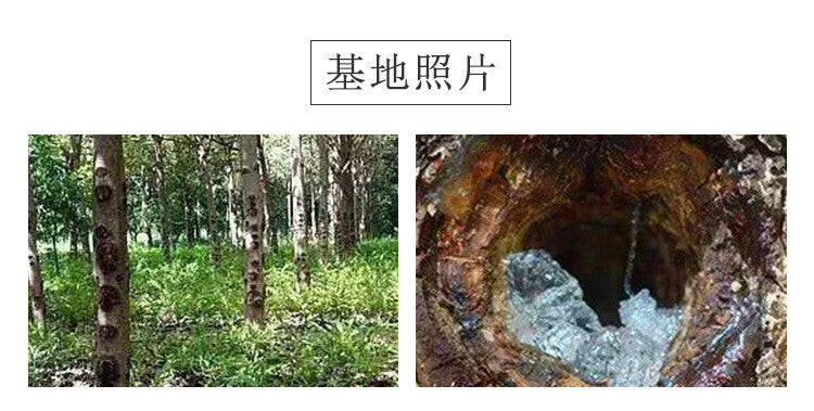 Yunnan Snow Swallow Natural Tragacanth Gum Xueyan 500g