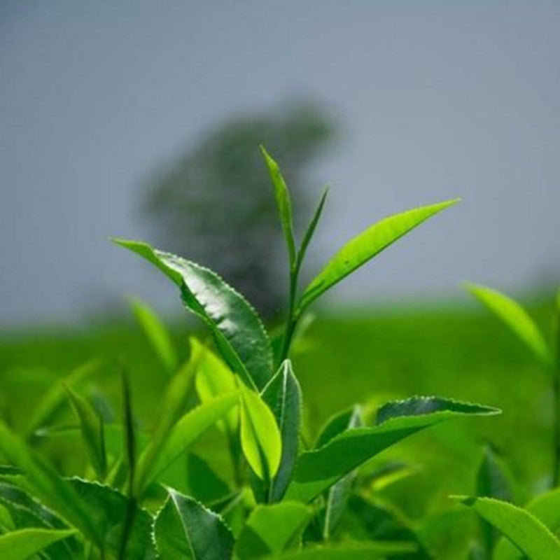 125g Carbon Baked Tieguanyin Tea Top Quality Tikuanyin Tea Oolong Tea Loose Leaf