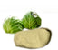 HELLOYOUNG Pure A Grade Green Cabbage Powder 500G - 100% Pure, Green, Tasty