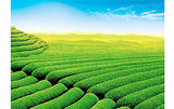 Tieguanyn Tee 50g Schwarzer Oolong Tee Natürlicher Schwarzer Tie Guan Yin Tee