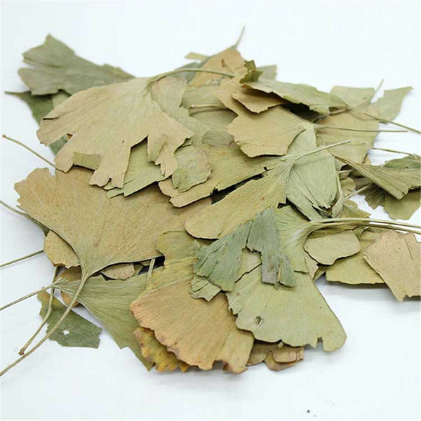 Ginkgo Biloba Leaves Chinese Wild Ginkgo Tea Medicinal Tea Premium Herbal Tea