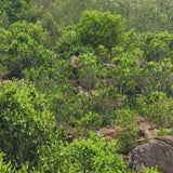 357g Raw Pu'er Haiwan 2017 Batch 171 Old Comrade 7548 Pu-erh Tea Cake Sheng Puer