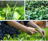 Wuzhishan Black Tea 100g Hainan High Mountain Large Leaf Cloud Mist Premium