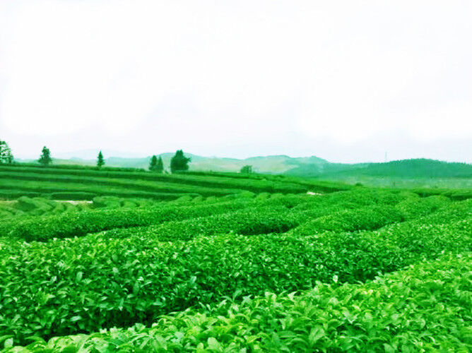 50g HighQuality China Black Oolong Tea Tieguanyin Tea Natural Slimming Black Tea