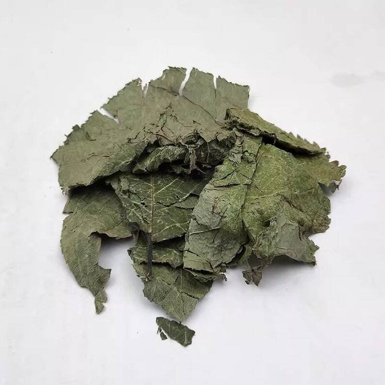 Organic Dried Folium Eucommia Eucommia Ulmoides Oliv Eucommia leaf Du Zhong Ye