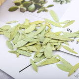 Bulk Senna Produce Laxative Leaf Flower Tea 500g