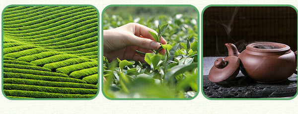 New Tea Shandong Rizhao Green Tea Rizhao Jufeng Buluo Green Tea 500g/1.1lb