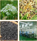 Dried Chinese Leek Seed, Tuber Onion Seed, Semen Allii Tuberosi, Leek Seeds