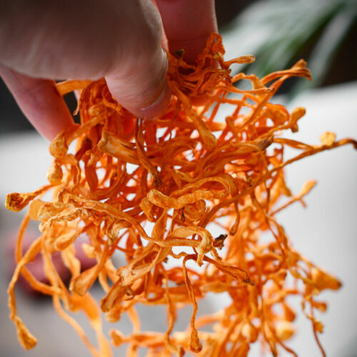 Chinese Herbal Medicine Dry Cordyceps Flower Chong Cao Herb Food Healthy Drink