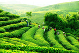 100g Taiwan Hohe Berge Jin Xuan Milch Oolong Tee Milchig Grüner Tee Bio Tee 乌龙茶