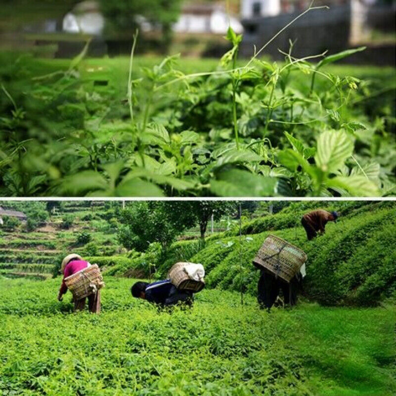 Organic Jiaogulan Herbal Tea Five Leaves Gynostemma Pentaphyllum Herbs Tea 250g