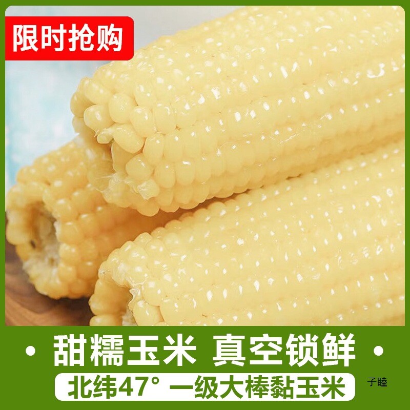 White sweet glutinous corn, fresh sticky corn cob, corn cob, low-fat fast food Main image