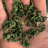 500g Mulberry Leaf Tea Sichuan Sweet Scent After Frost Mulberry Leaf Tea Bulk