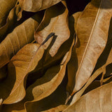 Enhances Immunity,Weight Loss ORGANIC Pure Mango Leaf Tea  Herbal Tea