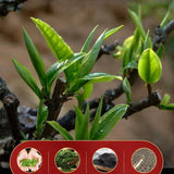 357g Brown Mountain Ancient Tea Tree Pu-erh Cake Premium Yunnan Ripe Puerh Tea