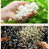 Supports Digestion Calming Effects Jasmine Tea Robust Flavor with Fresh Leaves