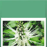 500g High quality classic China Natural Green Herbal Kidney Tea