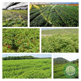 Turkesterone Muscle Grass Extract Turkesterol 10% Muscle Grass Powder