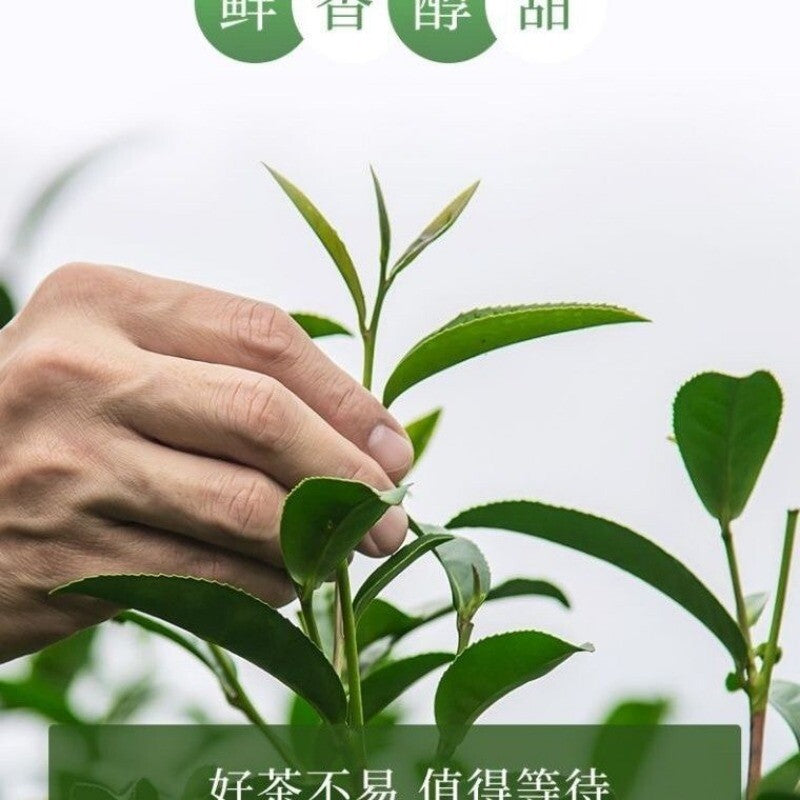 High Mountain Oolong Tea Qingxin Fragrant Bagged Loose Leaf Premium 100g