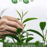 High Mountain Oolong Tea Qingxin Fragrant Bagged Loose Leaf Premium 100g