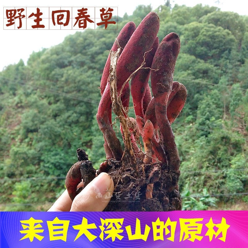 Rejuvenation Herb Tea Dingtianzhu Amaranth Cistanche and Ageless Grass for men