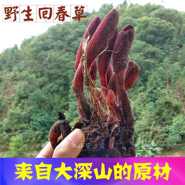 Rejuvenation Herb Tea Dingtianzhu Amaranth Cistanche and Ageless Grass for men