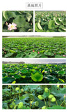 500G Bulk Lotus Leaf Weishan Lake Lotus Leaf Tea Bulk Dry Lotus Leaf Granules