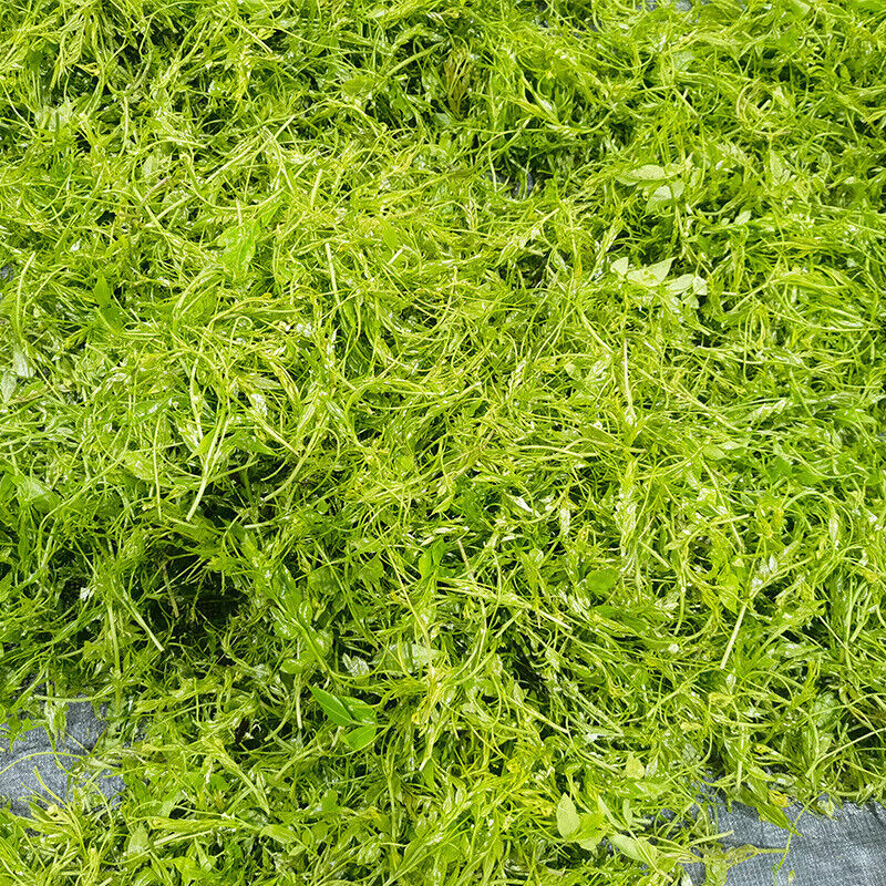 Premium Laifeng Selenium-rich Vine Tea in Small Jar Zhangjiajie Berry Tea