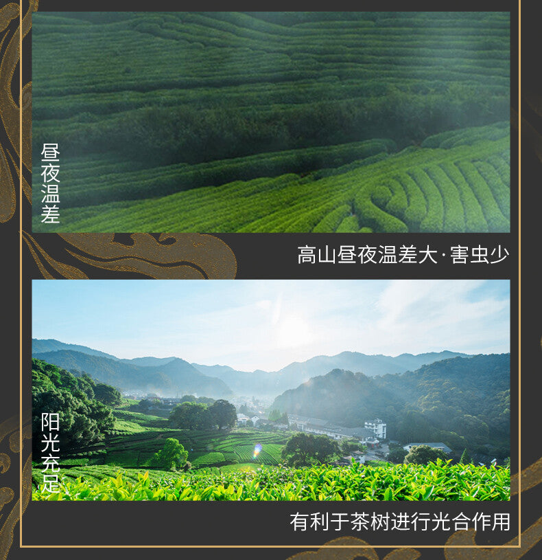 Mingqian Longjing Green Tea 2025 New Spring Tea Gift Box Small Can