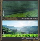 Mingqian Longjing Green Tea 2025 New Spring Tea Gift Box Small Can