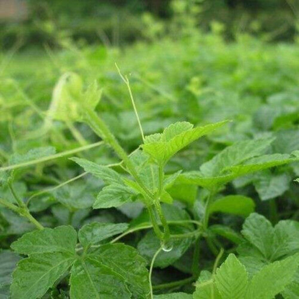 Wild Gynostemma Tea 200g Jiaogulan Herbal Premium Natural Wellness Loose