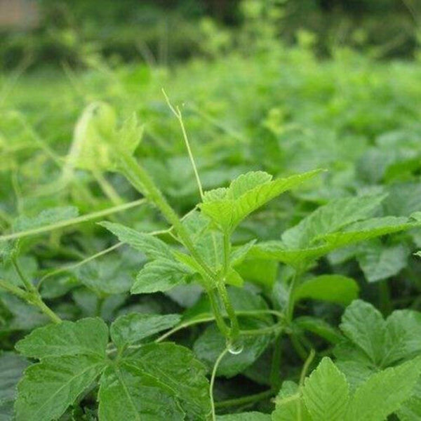 Wild Gynostemma Tea 200g Jiaogulan Herbal Premium Natural Wellness Loose