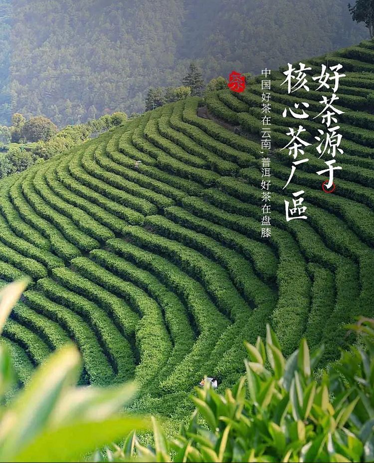 Plum Turnip Ancient Tree Puerh Tea Cake Aged Old Tree Head Spring Tea 357g