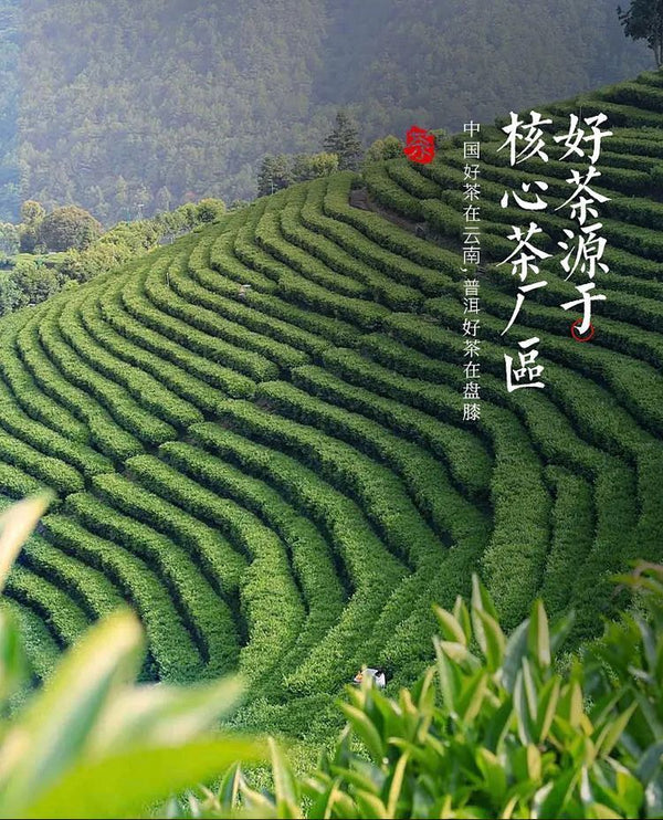 Plum Turnip Ancient Tree Puerh Tea Cake Aged Old Tree Head Spring Tea 357g