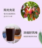Prebiotic Prune Drink Dietary Fiber Fruit and Vegetable Juice Summer Organic