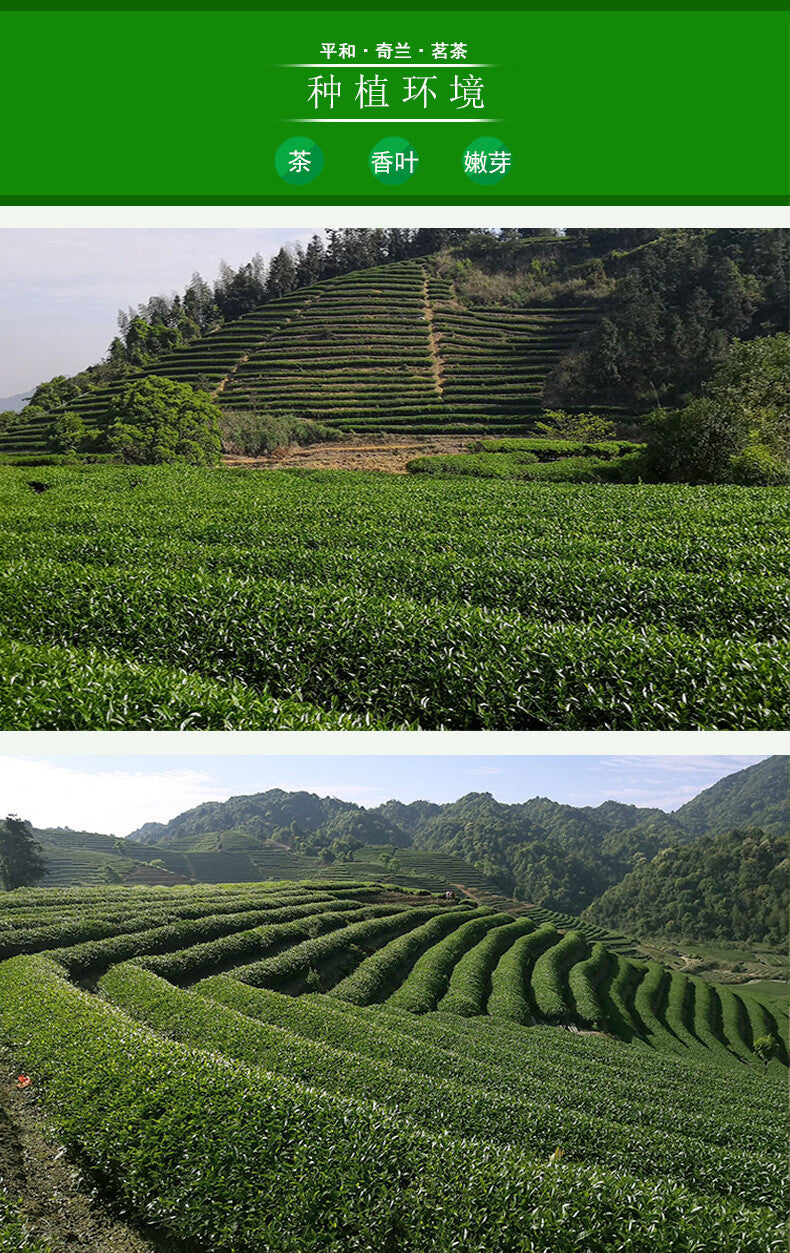 Oolong Medium Roast Charcoal Roasted Bai Ya Qi Lan Loose Leaf New Wuyi Rock Tea