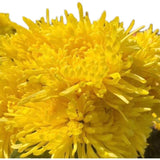 Jinsi Huangju 500g Yellow Chrysanthemum Tea Mount Huangshan Gongju Tea