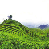 Premuim Xinyang Maojian Green Tea Traditional Loose Leaf Mao Jian Tea 100g~500g