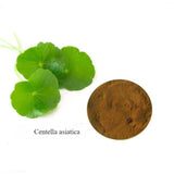 440g Gotu Kola Extract 10:1 Powder Pure Centella Asiatica Herb