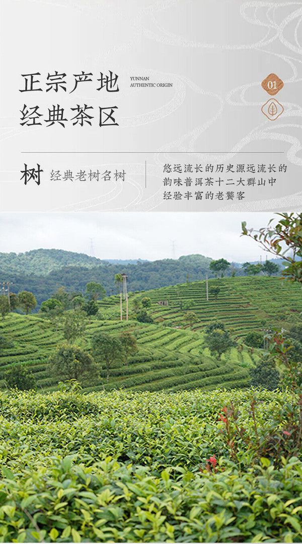 Organic Puerh Ripe Tea Jingmai Mountain Ancient Pure Material 357g Ripe Tea