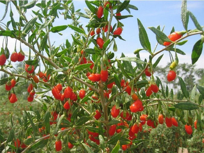 Chinese 100g Natural Dried Goji Berry Tea Wolfberry Gouqi Herbal Tea Green Food