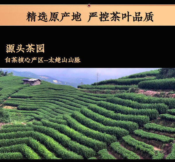 White Peony Tea Brick High Mountain Sunshine 250g Fuding White Tea Song Press