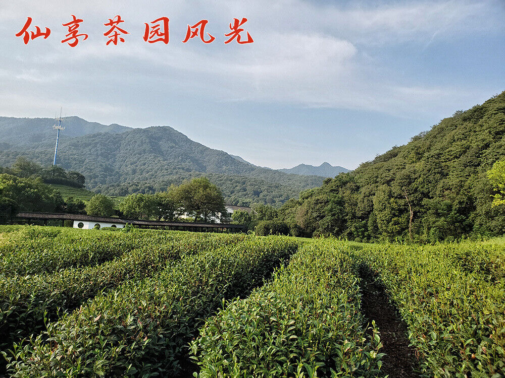 New Black Tea Strong Fragrance High Mountain Worker's Black Tea 500g/1.1lb