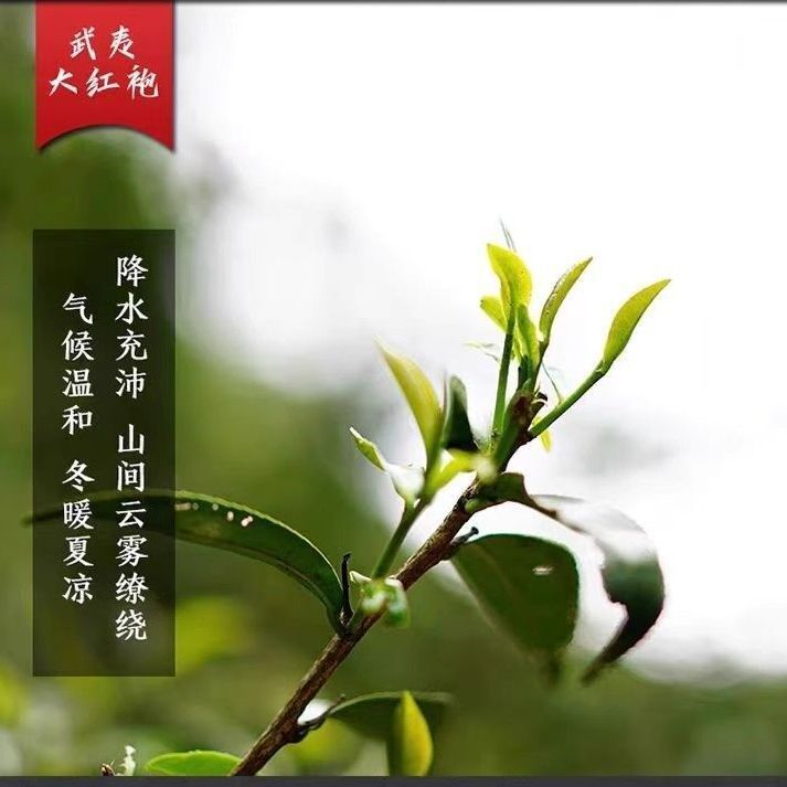 Wuyi Da Hong Pao Oolong Tea Rich Aroma Floral Fujian New Loose Leaf