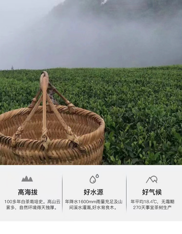 350g Fuding high mountain white tea aged day sun old tea cake gongmei shoumei