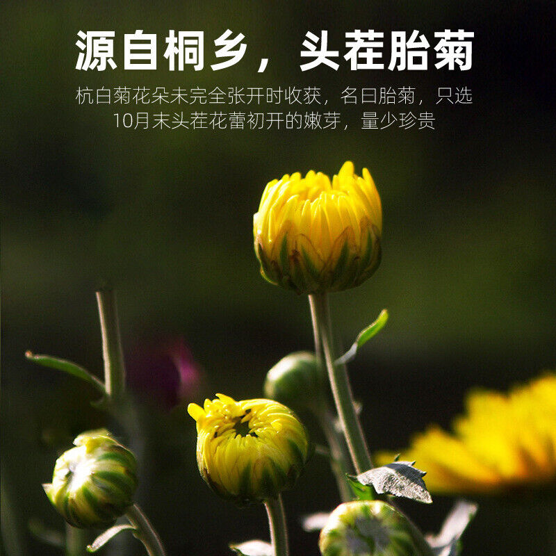 High Quality 40g Chrysanthemum Tea Healthy Drink 胎菊 40g 菊花茶