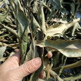 Natural high-quality ORGANIC Dried Mango leaves Quality Pure Leaf For Tea 500g