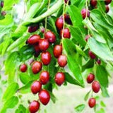 Organic Chinese Red Jujube 250g Premium Dried Chun Yu Date Fruits