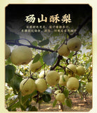 Portable Squeeze Loquat and Snow Pear Syrup Kids Friendly Trendy Same as Online